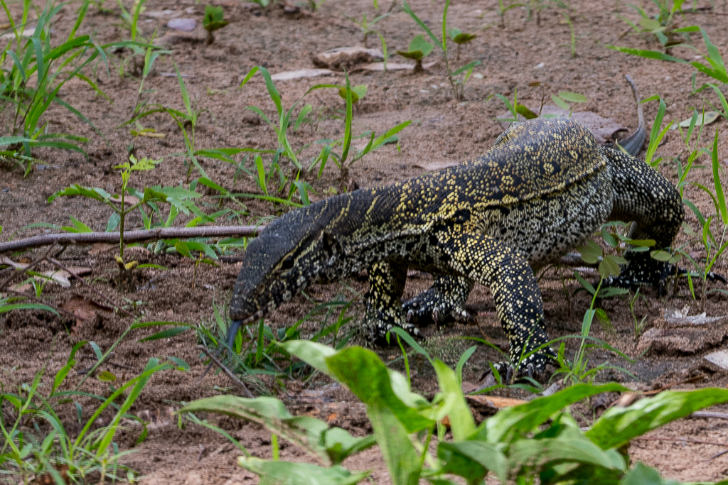 Varan du Nil, (Nile monitor, Varanus Niloticus), Golf de Sali, Sénégal-3021